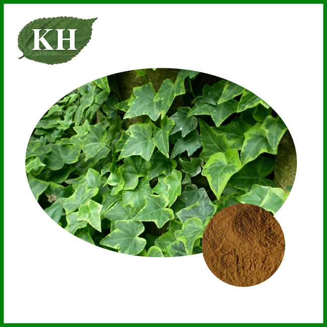 Ivy Extract Powder